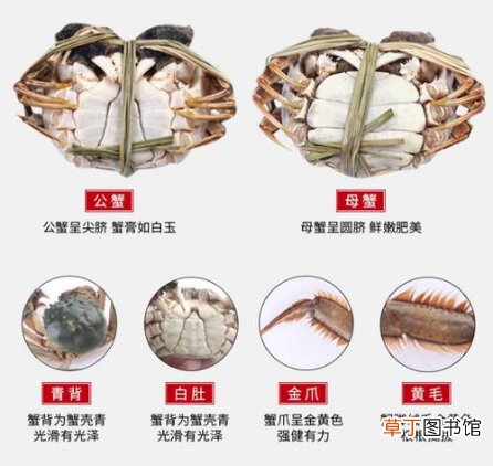 关于螃蟹的注意事项 谁是第一个吃螃蟹的人