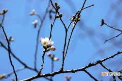 日本樱花开花时间与往年相同  日本东京樱花开放时间是几月份呢