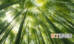 关于竹子的品质 关于竹子的品质介绍