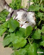神奇的猫薄荷注意事项 猫薄荷可以吃吗
