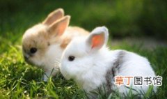 兔子吃什么 兔子的体态特征