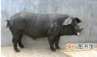 中国本土猪品种 中国本土猪分为地方品种和培育品种