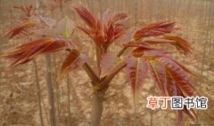 红油香椿种植方法 4步教你成为红油香椿种植达人