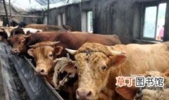 中国为啥养牛不多 原因有三