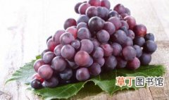 葡萄始于哪个朝代，中国葡萄始于哪个朝代
