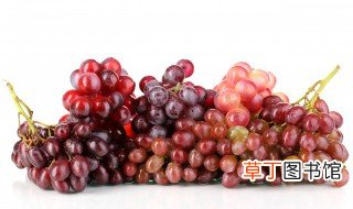 中国种葡萄始于哪个朝代 中国的葡萄种植始于哪个朝代