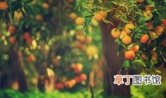 广东适合种植什么水果树 广东适合种植什么果树