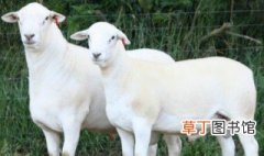 适合东北养的棉羊有哪些品种 适合东北养的棉羊有什么品种