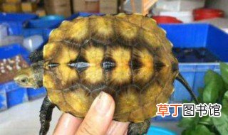 石龟怎么养殖方法 石龟如何养殖