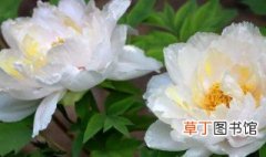 中国十大传统名花是什么 中国十大传统名花是哪些