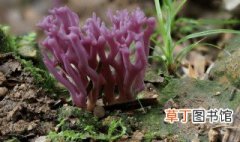 珊瑚菊的养殖方法 怎么养殖珊瑚菊