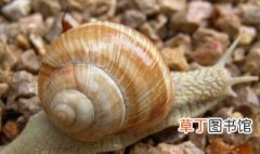 海蜗牛养殖方法 海蜗牛如何养殖