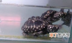 斑点池龟怎么养 斑点池龟的养殖方法
