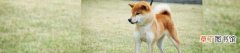 日本国产犬的7大类型 柴犬属于什么型犬
