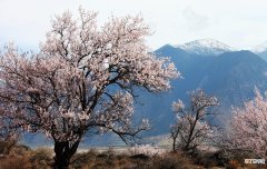 桃花的3种花语意义 桃花的花语和寓意
