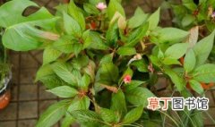 中国凤仙花怎么种 凤仙花种植方法