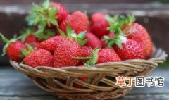草莓什么时候种植 草莓什么时候种