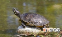 苏卡达陆龟如何饲养 苏卡达陆龟的饲养方式