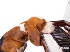 音乐的各种神奇效果 狗狗喜欢的音乐是什么
