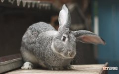 养兔的技术技巧分享 兔子的生活习性是什么