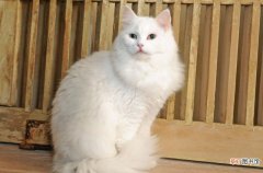 土耳其安哥拉猫介绍 土耳其安哥拉猫图片