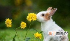 有关兔子的可爱网名 关于兔子的可爱网名