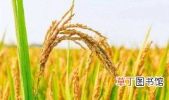 杂交水稻对中国的意义 杂交水稻是什么意思