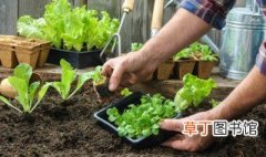 种菜怎么种 菜的种植方法