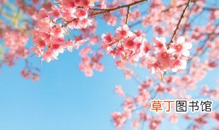 日本樱花盆栽怎么种 日本樱花的养殖方法