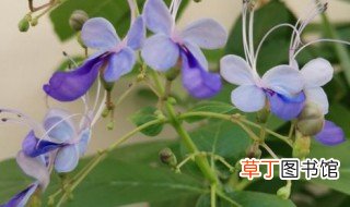 蓝蝴蝶花盆栽怎么种，蓝蝴蝶花怎么养