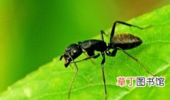 黑蚂蚁代表什么风水 家里有黑蚂蚁的征兆