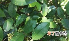 芸香科植物有哪些 关于芸香科植物的介绍