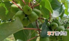 软枣猕猴桃树苗怎么栽种 软枣猕猴桃树苗栽种方法