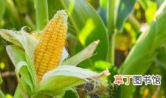 玉米是怎么种的 玉米种植方法