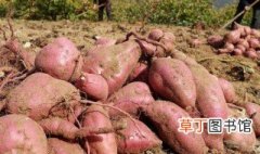 红薯怎么种 红薯的种植方法