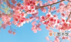 日本樱花盆栽种子怎么种 日本樱花种子种植方法