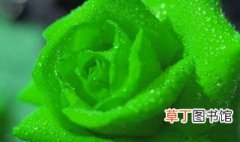 绿色玫瑰花语叫什么 绿色玫瑰花的花语介绍