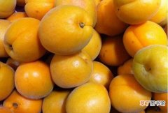 杏的补钙效果及注意事项 什么水果补钙效果最好