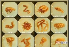 盘点最令人厌恶的10大寄生虫 全球恐怖寄生虫分别是哪些