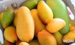 四种常见芒果品种 小台芒成熟的季节是多久