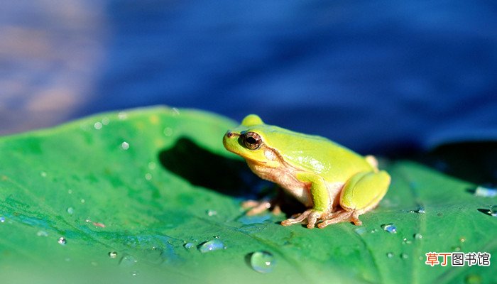 青蛙上天的故事告诉我们什么道理 青蛙上天的故事