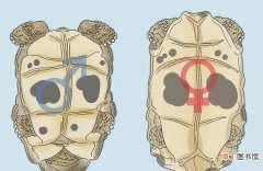 乌龟快速分公母的2大方法 乌龟分公母怎么分辨呢