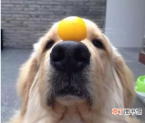 狗狗吃蛋黄过量的后果 狗吃蛋黄有什么好处和坏处呢