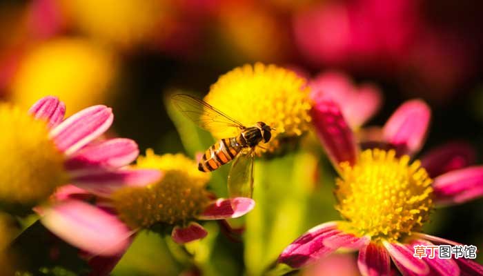 赞美蜜蜂勤劳的句子 赞美蜜蜂勤劳的句子有 赞美蜜蜂勤劳的句子有哪些