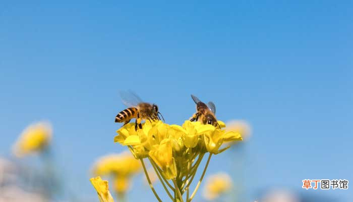 赞美蜜蜂勤劳的句子 赞美蜜蜂勤劳的句子有 赞美蜜蜂勤劳的句子有哪些