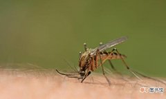 蚊子吸血的2种因素 蚊子为什么要吸血