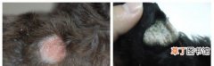 9种常见的皮肤病类型 宠物皮肤病的种类图片大全