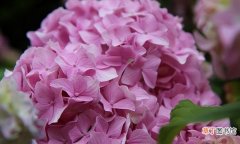 四色绣球花的花语汇总 粉色绣球花花语是什么