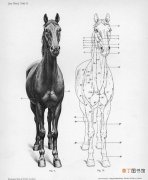 有关马儿结构与解剖知识点 马的丁丁为什么这么长