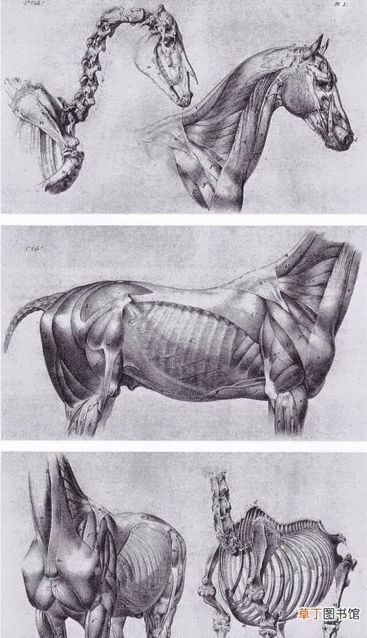 有关马儿结构与解剖知识点 马的丁丁为什么这么长